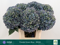 Hydrangea Royal Parade Classic 80cm 21-23cm Hd