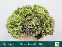 Hydrangea Mariama Classic 40cm 14-16cm Hd