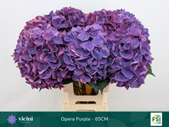 Hydrangea Royal Opera 65cm 17-19cm Hd