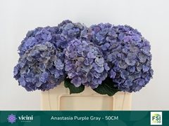 Hydrangea Royal Anastasia Classic 50cm 16-18cm Hd