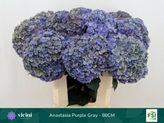 Hydrangea Royal Anastasia Classic 80cm 19-21cm Hd