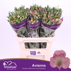 Alstroemeria Avianna 75cm 65gr.