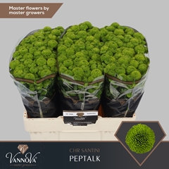 Chrysanth Santini Peptalk 55cm 40gr.