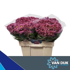 Chrysanth Spray Stellini 55cm 35gr.