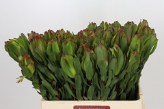 Leucadendron Laurel Yellow 60cm