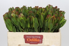 Leucadendron Laurel Yellow 50cm