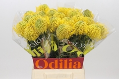 Leucospermum High Gold 50cm