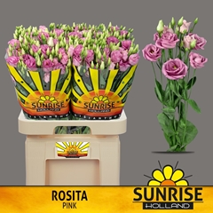 Eustoma Double Rosita Rose Pink 70cm