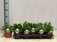 Crassula Mixed 12Ø 18cm