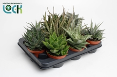 Aloe Mix 10Ø 15cm
