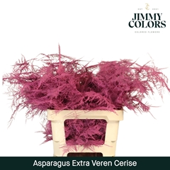 Asparagus Setaceus Painted Cerise 65cm