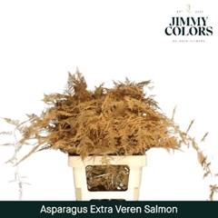 Asparagus Setaceus Painted Salmon 65cm