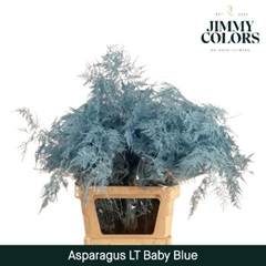 Asparagus Setaceus Painted Light Blue 80cm
