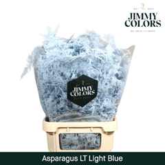 Asparagus Setaceus Painted Light Blue 80cm