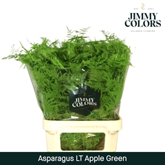 Asparagus Setaceus Painted Apple Green 80cm