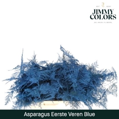 Asparagus Setaceus Painted Blue 45cm