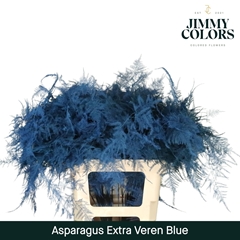 Asparagus Setaceus Painted Blue 65cm