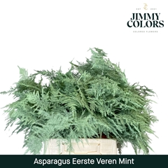 Asparagus Setaceus Painted Mint 45cm