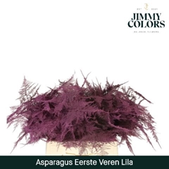Asparagus Setaceus Painted Lilac 45cm