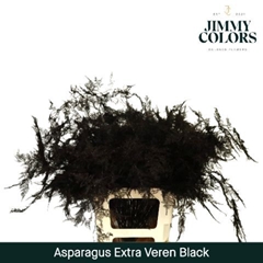 Asparagus Setaceus Painted Black 65cm
