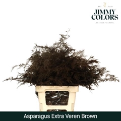 Asparagus Setaceus Painted Brown 65cm