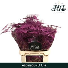 Asparagus Setaceus Painted Lilac 80cm