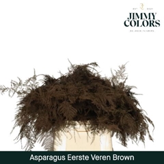 Asparagus Setaceus Painted Brown 45cm