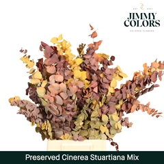 Eucalyptus Cinerea Autumn Per Bunch 70cm
