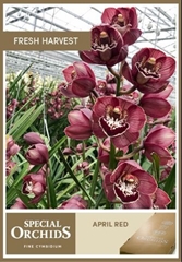 Cymbidium April Red 60cm