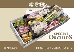 Cymbidium Mix 50cm