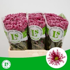 Chrysanth Santini Miri 55cm 42gr.