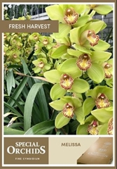 Cymbidium Melissa 60cm