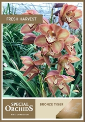Cymbidium Bronze Tiger 80cm