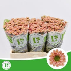 Chrysanth Santini Rossi Smokey 55cm 44gr.