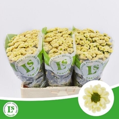 Chrysanth Santini Rossi Cream 55cm 44gr.