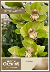 Cymbidium Gladys 60cm