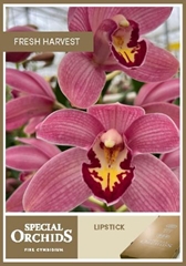 Cymbidium Lipstick 60cm