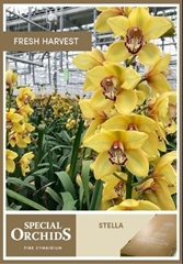 Cymbidium La Vie Stella 60cm