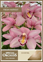 Cymbidium Cocktail 80cm