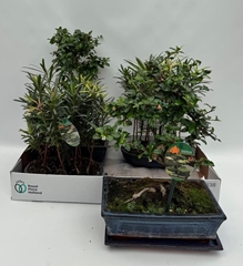 Bonsai Mix 24Ø 35cm