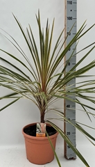 Cordyline 28Ø 100cm