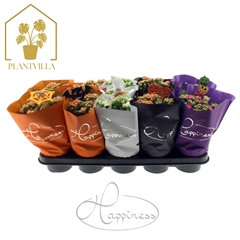 Kalanchoe Double Perfecta Mix 12Ø 25cm