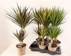 Dracaena Mix 17Ø 75cm