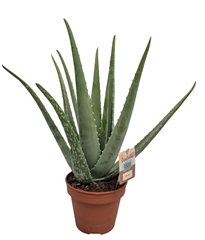 Aloe Vera 14Ø 40cm