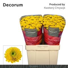 Chrysanth Santini Aurinko 55cm 52gr.