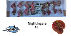 Anthurium Nightingale 11cm Hd