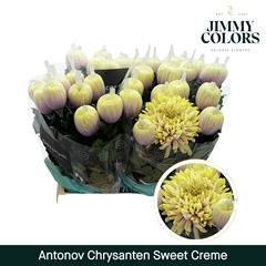 Chrysanth Painted Single Antonov Sweet Cream 70cm 110gr.