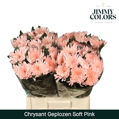 Chrysanth Single Painted Topspin Soft Pink 70cm 70gr.