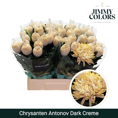 Chrysanth Painted Single Antonov Dark Cream 70cm 110gr.