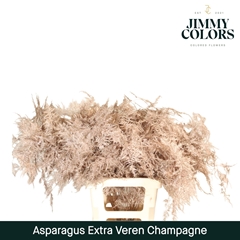 Asparagus Setaceus Painted Champagne 65cm